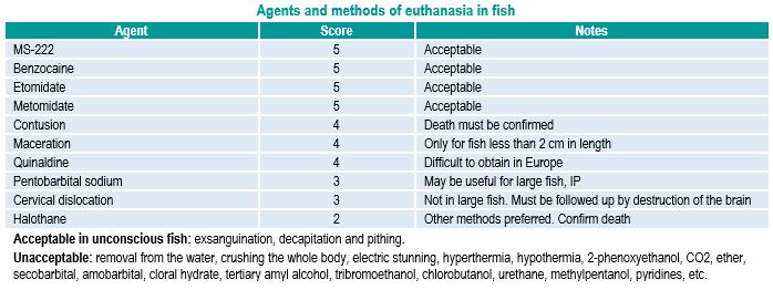 Euthanasia fish